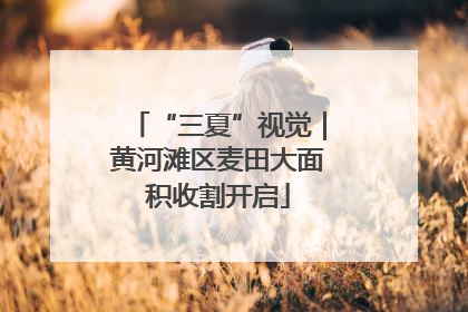 “三夏”视觉｜黄河滩区麦田大面积收割开启