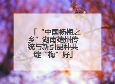 “中国杨梅之乡”湖南靖州传统与新引品种共绽“梅”好