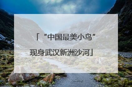 “中国最美小鸟”现身武汉新洲沙河