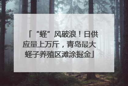 “蛏”风破浪！日供应量上万斤，青岛最大蛏子养殖区滩涂掘金