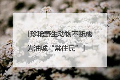 珍稀野生动物不断成为油城“常住民”