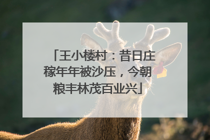 王小楼村：昔日庄稼年年被沙压，今朝粮丰林茂百业兴