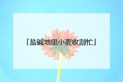 盐碱地里小麦收割忙