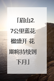 眉山2.7公里蓝花楹盛开 花期将持续到下月