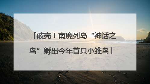 破壳！南麂列岛“神话之鸟”孵出今年首只小雏鸟