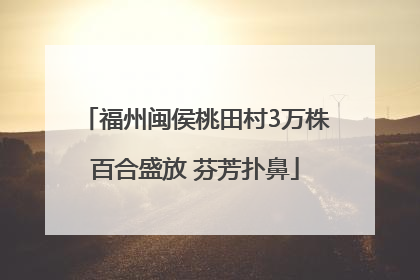 福州闽侯桃田村3万株百合盛放 芬芳扑鼻