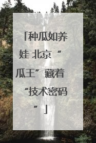 种瓜如养娃 北京“瓜王”藏着“技术密码”