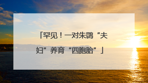罕见！一对朱鹮“夫妇”养育“四胞胎”