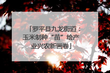 罗平县九龙街道：玉米制种“苗”绘产业兴农新画卷