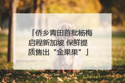 侨乡青田首批杨梅启程新加坡 保鲜提质售出“金果果”