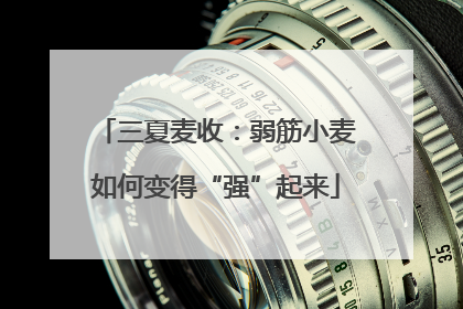 三夏麦收：弱筋小麦如何变得“强”起来