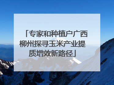专家和种植户广西柳州探寻玉米产业提质增效新路径