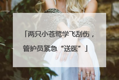 两只小苍鹭学飞刮伤，管护员紧急“送医”