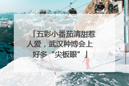 五彩小番茄清甜惹人爱，武汉种博会上好多“尖板眼”