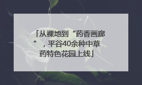 从裸地到“药香画廊”，平谷40余种中草药特色花园上线