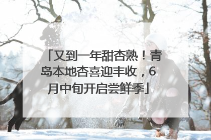 又到一年甜杏熟！青岛本地杏喜迎丰收，6月中旬开启尝鲜季