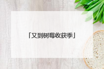 又到树莓收获季