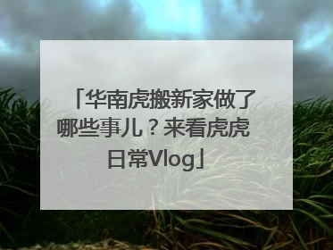 华南虎搬新家做了哪些事儿？来看虎虎日常Vlog