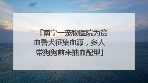 南宁一宠物医院为贫血警犬征集血源，多人带狗狗前来抽血配型