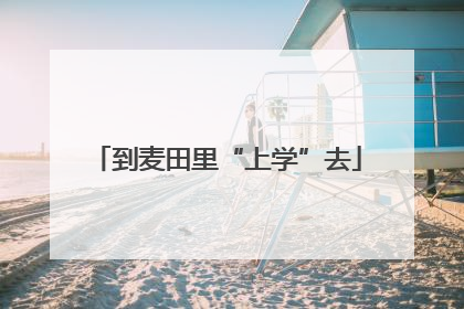 到麦田里“上学”去