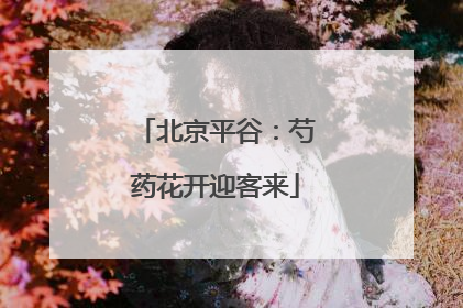 北京平谷：芍药花开迎客来