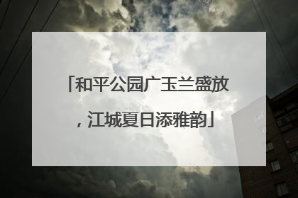 和平公园广玉兰盛放，江城夏日添雅韵