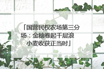 国营民权农场第三分场：金穗卷起千层浪 小麦收获正当时