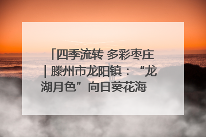 四季流转 多彩枣庄｜滕州市龙阳镇：“龙湖月色”向日葵花海 绘就乡村振兴新画卷