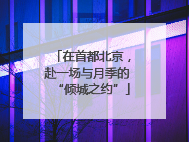 在首都北京，赴一场与月季的“倾城之约”