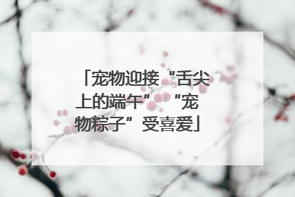 宠物迎接“舌尖上的端午” “宠物粽子”受喜爱