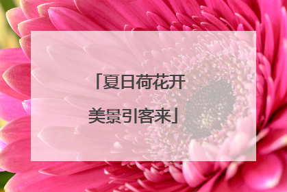 夏日荷花开 美景引客来