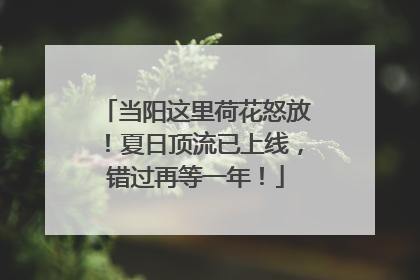 当阳这里荷花怒放！夏日顶流已上线，错过再等一年！