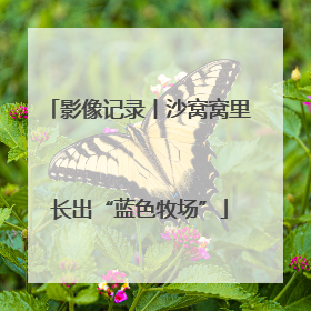 影像记录丨沙窝窝里长出“蓝色牧场”