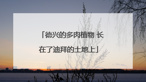 德兴的多肉植物 长在了迪拜的土地上