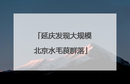 延庆发现大规模北京水毛茛群落