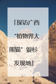 探访广西“植物界大熊猫”银杉发现地