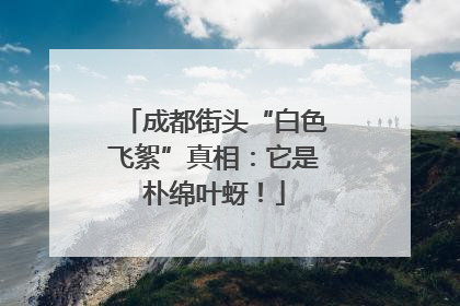 成都街头“白色飞絮”真相：它是朴绵叶蚜！