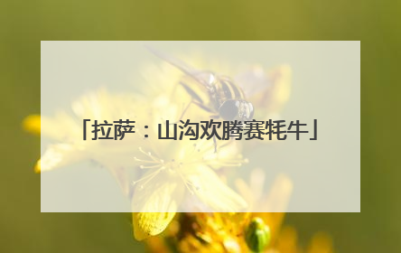 拉萨：山沟欢腾赛牦牛