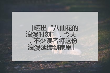 晒出“八仙花的浪漫时刻”，今天，不少读者将这份浪漫延续到家里