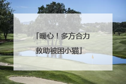 暖心！多方合力救助被困小猫