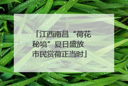 江西南昌“荷花秘境”夏日盛放 市民赏荷正当时
