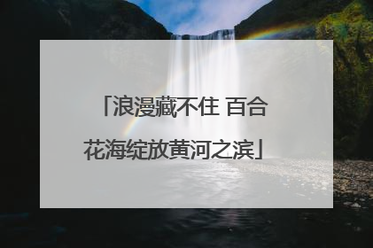 浪漫藏不住 百合花海绽放黄河之滨