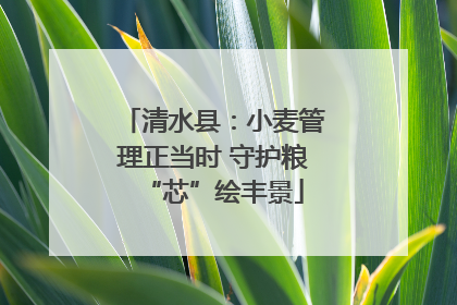 清水县：小麦管理正当时 守护粮“芯”绘丰景