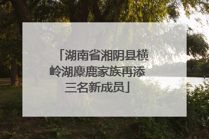 湖南省湘阴县横岭湖麋鹿家族再添三名新成员