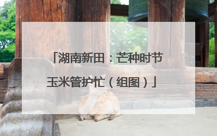 湖南新田：芒种时节玉米管护忙（组图）