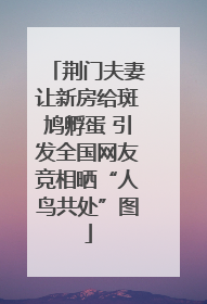 荆门夫妻让新房给斑鸠孵蛋 引发全国网友竞相晒“人鸟共处”图