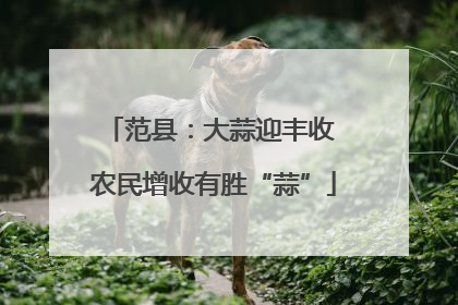 范县：大蒜迎丰收 农民增收有胜“蒜”