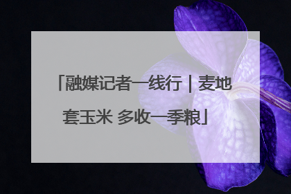 融媒记者一线行｜麦地套玉米 多收一季粮
