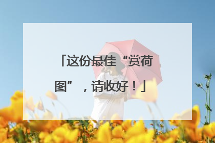 这份最佳“赏荷图”，请收好！