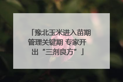 豫北玉米进入苗期管理关键期 专家开出“三剂良方”